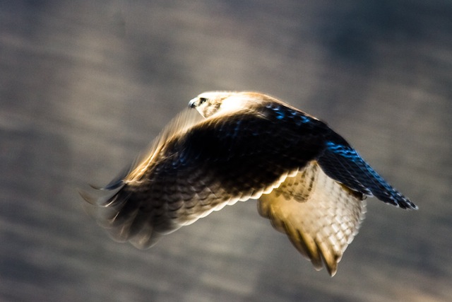 ©Paul Fabris. Hawk in flight.